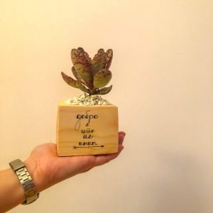 Дрвен сад со растение